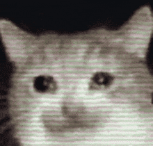 啊？猫猫也会老年痴呆